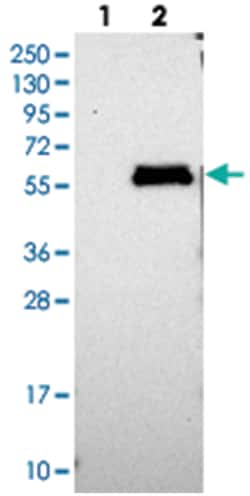LACE1 Rabbit anti-Human, Polyclonal Antibody, Abnova 100 &mu;L | Buy Online | Abnova Corporation | Fisher Scientific