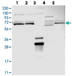 C14orf174 Rabbit anti-Human, Polyclonal Antibody, Abnova 100 &mu;L | Buy Online | Abnova Corporation | Fisher Scientific