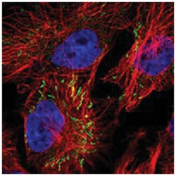 MIPEP Rabbit anti-Human, Polyclonal Antibody, Abnova 100 &mu;L | Buy Online | Abnova Corporation | Fisher Scientific