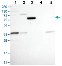 Abnova Corporation&nbsp;C14orf174 Rabbit anti-Human, Polyclonal Antibody, Abnova&trade;