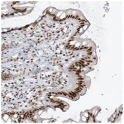 C14orf174 Rabbit anti-Human, Polyclonal Antibody, Abnova 100 &mu;L | Buy Online | Abnova Corporation | Fisher Scientific