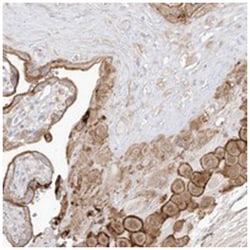 C4orf21, Rabbit, Polyclonal Antibody, Abnova 100 &mu;L | Buy Online | Abnova Corporation | Fisher Scientific