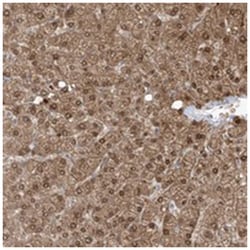 OGT Rabbit anti-Human, Mouse, Rat, Polyclonal Antibody, Abnova 100 &mu;L | Buy Online | Abnova Corporation | Fisher Scientific