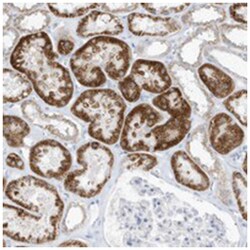 OGT Rabbit anti-Human, Polyclonal Antibody, Abnova 100&mu;L; Unlabeled:Antibodies,