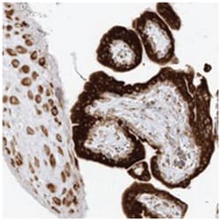 LRRC59 Rabbit anti-Human, Polyclonal Antibody, Abnova 100 &mu;L | Buy Online | Abnova Corporation | Fisher Scientific
