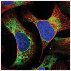 LRRC59 Rabbit anti-Human, Polyclonal Antibody, Abnova 100 &mu;L | Buy Online | Abnova Corporation | Fisher Scientific