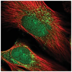 PRUNE2 Rabbit anti-Human, Polyclonal Antibody, Abnova 100 &mu;L | Buy Online | Abnova Corporation | Fisher Scientific