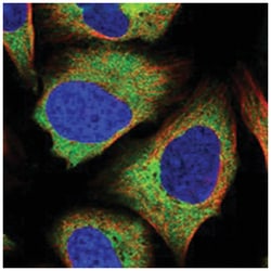 ZC3H15 Rabbit anti-Human, Polyclonal Antibody, Abnova 100&mu;L; Unlabeled:Antibodies,