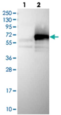 ZC3H15 Rabbit anti-Human, Polyclonal Antibody, Abnova 100&mu;L; Unlabeled:Antibodies,