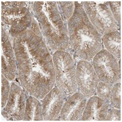 OFD1 Rabbit anti-Human, Polyclonal Antibody, Abnova 100 &mu;L | Buy Online | Abnova | Fisher Scientific