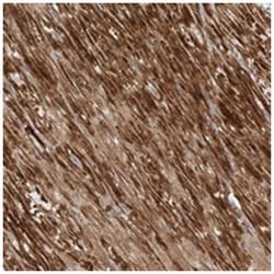C20orf123, Rabbit, Polyclonal Antibody, Abnova 100&mu;L; Unlabeled:Antibodies,