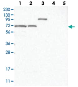 SLC12A8 Rabbit anti-Human, Polyclonal Antibody, Abnova 100 &mu;L | Buy Online | Abnova Corporation | Fisher Scientific