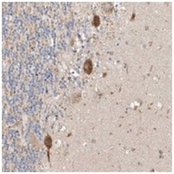 MOSPD1 Rabbit anti-Human, Polyclonal Antibody, Abnova 100 &mu;L | Buy Online | Abnova Corporation | Fisher Scientific