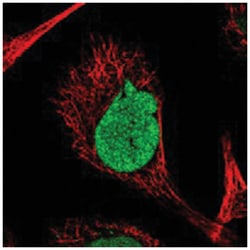RSHL3 Rabbit anti-Human, Polyclonal Antibody, Abnova 100&mu;L; Unlabeled:Antibodies,