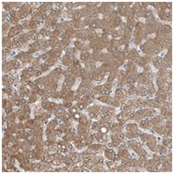 MDGA1, Rabbit, Polyclonal Antibody, Abnova 100&mu;L; Unlabeled:Antibodies,