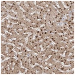AOF1, Rabbit, Polyclonal Antibody, Abnova 100 &mu;L | Buy Online | Abnova Corporation | Fisher Scientific