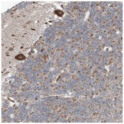 C2orf30 Rabbit anti-Human, Mouse, Polyclonal Antibody, Abnova 100 &mu;L | Buy Online | Abnova Corporation | Fisher Scientific