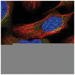ASCC3 Rabbit anti-Human, Polyclonal Antibody, Abnova 100&mu;L; Unlabeled:Antibodies,