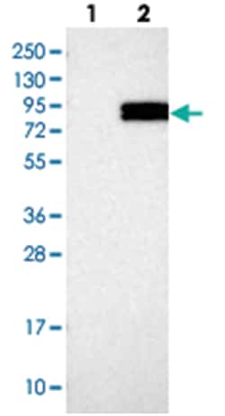 FOXRED2 Rabbit anti-Human, Polyclonal Antibody, Abnova 100 &mu;L | Buy Online | Abnova Corporation | Fisher Scientific