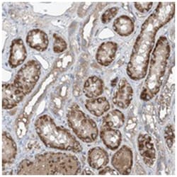 FOXRED2 Rabbit anti-Human, Polyclonal Antibody, Abnova 100 &mu;L | Buy Online | Abnova Corporation | Fisher Scientific