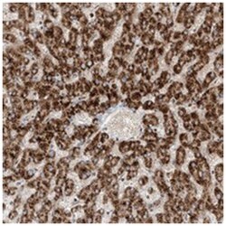 EPG5, Rabbit, Polyclonal Antibody, Abnova 100&mu;L; Unlabeled:Antibodies,