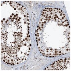 WRNIP1 Rabbit anti-Human, Polyclonal Antibody, Abnova 100&mu;L; Unlabeled:Antibodies,