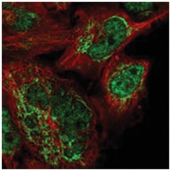 WRNIP1 Rabbit anti-Human, Polyclonal Antibody, Abnova 100&mu;L; Unlabeled:Antibodies,