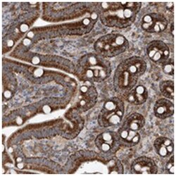 C6orf57, Rabbit, Polyclonal Antibody, Abnova 100&mu;L; Unlabeled:Antibodies,