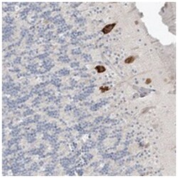 C2orf42, Rabbit, Polyclonal Antibody, Abnova 100&mu;L; Unlabeled:Anticuerpos