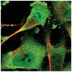 ZC3H12A Rabbit anti-Human, Polyclonal Antibody, Abnova 100 &mu;L | Buy Online | Abnova Corporation | Fisher Scientific