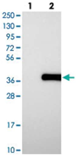 PUSL1, Rabbit, Polyclonal Antibody, Abnova 100 &mu;L | Buy Online | Abnova Corporation | Fisher Scientific