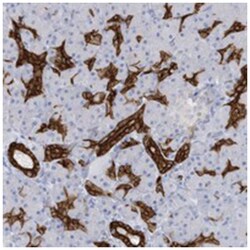 EXOC2 Rabbit anti-Human, Mouse, Rat, Polyclonal Antibody, Abnova 100&mu;L;