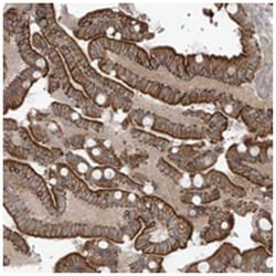NAV3 Rabbit anti-Human, Polyclonal Antibody, Abnova 100 &mu;L | Buy Online | Abnova Corporation | Fisher Scientific