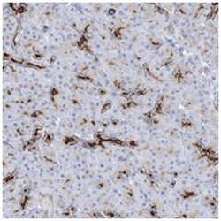 SHANK1 Rabbit anti-Human, Polyclonal Antibody, Abnova 100 &mu;L | Buy Online | Abnova Corporation | Fisher Scientific