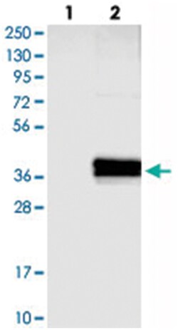 ABHD13, Rabbit, Polyclonal Antibody, Abnova 100&mu;L; Unlabeled:Antibodies,