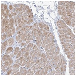FAM184A, Rabbit, Polyclonal Antibody, Abnova 100 &mu;L | Buy Online | Abnova Corporation | Fisher Scientific