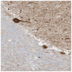 C11orf87, Rabbit, Polyclonal Antibody, Abnova 100 &mu;L | Buy Online | Abnova Corporation | Fisher Scientific