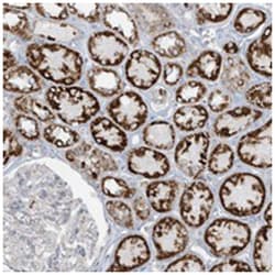 FAM92A1, Rabbit, Polyclonal Antibody, Abnova 100 &mu;L | Buy Online | Abnova Corporation | Fisher Scientific