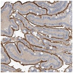 ZNF793, Rabbit, Polyclonal Antibody, Abnova 100&mu;L; Unlabeled:Antibodies,