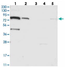 SLC6A12, Rabbit, Polyclonal Antibody, Abnova 100&mu;L; Unlabeled:Antibodies,