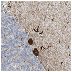 SEMA3F, Rabbit, Polyclonal Antibody, Abnova 100&mu;L; Unlabeled:Antibodies,