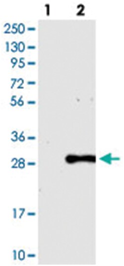 PCNP, Rabbit, Polyclonal Antibody, Abnova 100 &mu;L | Buy Online | Abnova Corporation | Fisher Scientific