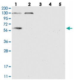 DYNC1LI1, Rabbit, Polyclonal Antibody, Abnova 100 &mu;L | Buy Online | Abnova Corporation | Fisher Scientific