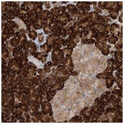KIAA0556 Rabbit anti-Human, Polyclonal Antibody, Abnova 100&mu;L; Unlabeled:Antibodies,