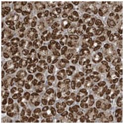 GOLGA4, Rabbit, Polyclonal Antibody, Abnova 100 &mu;L | Buy Online | Abnova Corporation | Fisher Scientific