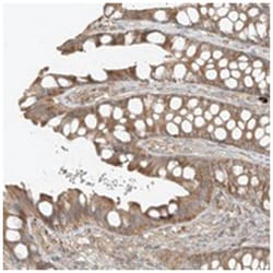 RFTN2, Rabbit, Polyclonal Antibody, Abnova 100&mu;L; Unlabeled:Antibodies,