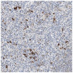 DPH3, Rabbit, Polyclonal Antibody, Abnova 100 &mu;L | Buy Online | Abnova Corporation | Fisher Scientific