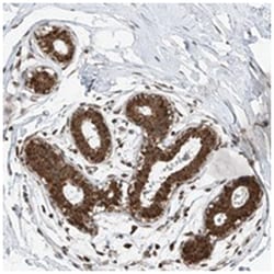 C9orf66, Rabbit, Polyclonal Antibody, Abnova 100&mu;L; Unlabeled:Antibodies,