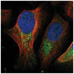 PID1, Rabbit, Polyclonal Antibody, Abnova 100&mu;L; Unlabeled:Antibodies,