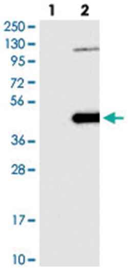 NSUN3, Rabbit, Polyclonal Antibody, Abnova 100&mu;L; Unlabeled:Antibodies,